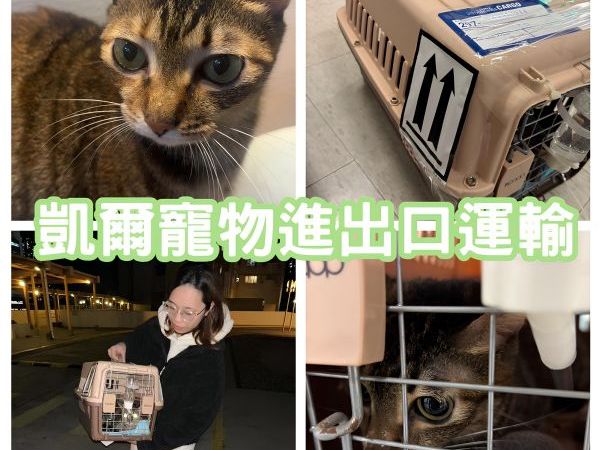 2025/01/21『香港』混種貓貓陪主人定居香港囉~~~